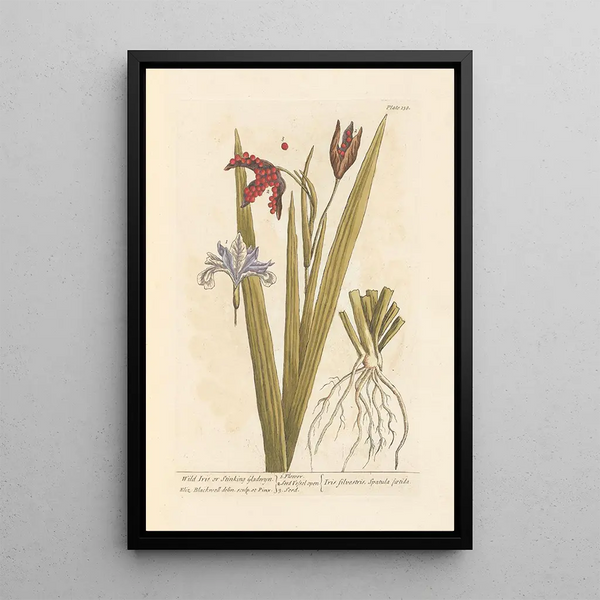Iris salvaje o iris fétido - Elizabeth Blackwell — cuadro enmarcado en la pared