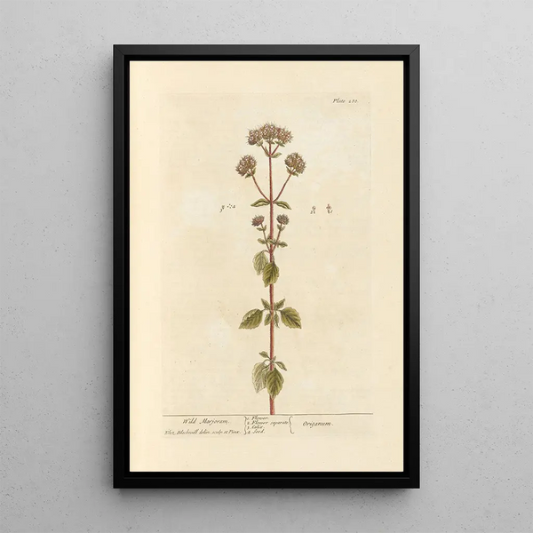 Marjolaine salvaje - Elizabeth Blackwell — cuadro enmarcado en la pared