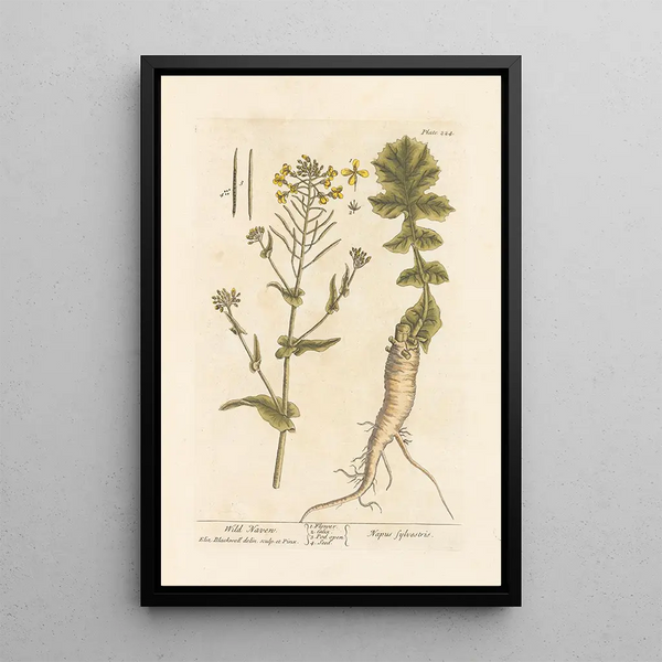 Navet sauvage - Elizabeth Blackwell — cuadro enmarcado en la pared