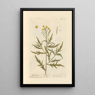 Elizabeth Blackwell - Wild rocket.webp