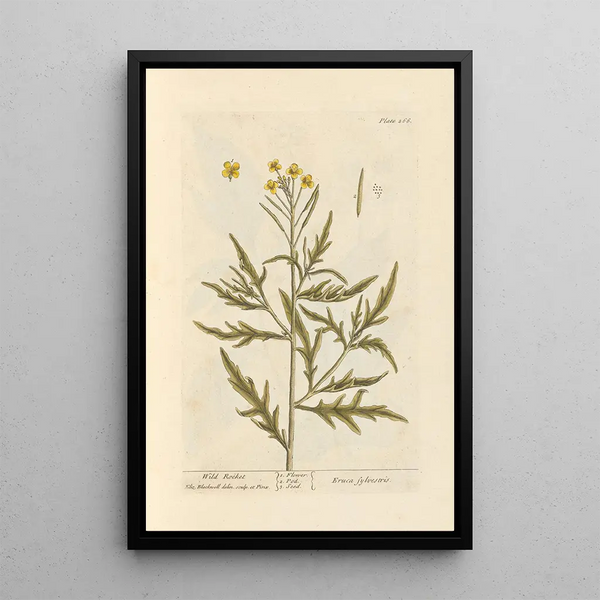 Roquette salvaje - Elizabeth Blackwell — cuadro enmarcado en la pared