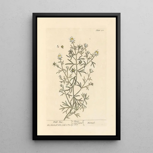 Rue sauvage - Elizabeth Blackwell — cuadro enmarcado en la pared