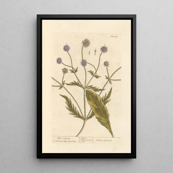 Wild Scabiosa Painting - Elizabeth Blackwell — framed artwork on a wall