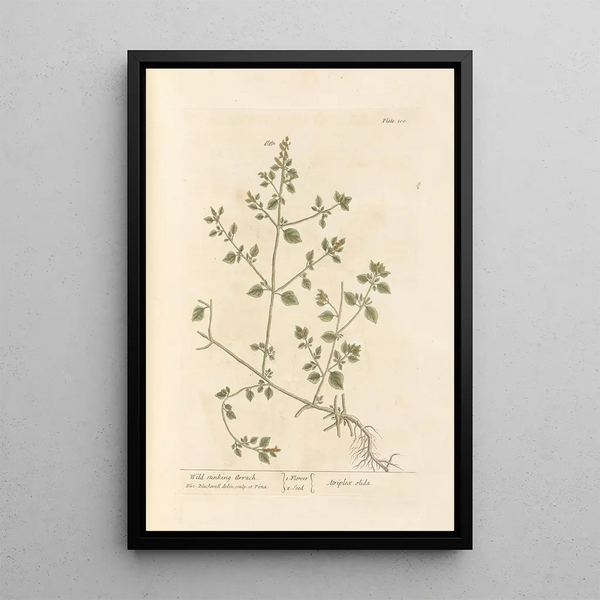 Wild Stinking Arum Painting - Elizabeth Blackwell — framed artwork on a wall