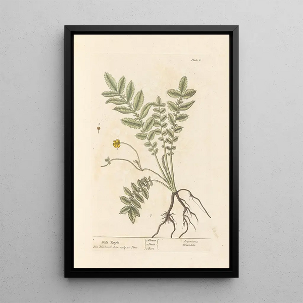 Wild Tansy Painting - Elizabeth Blackwell — framed artwork on a wall