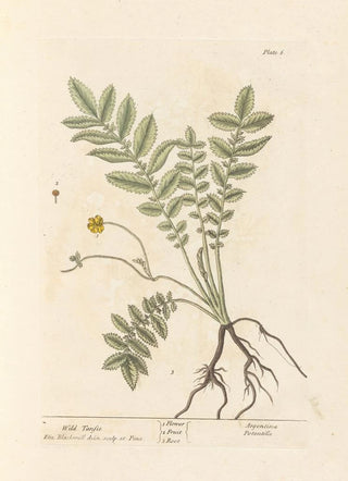 Elizabeth Blackwell - Wild tansie.webp