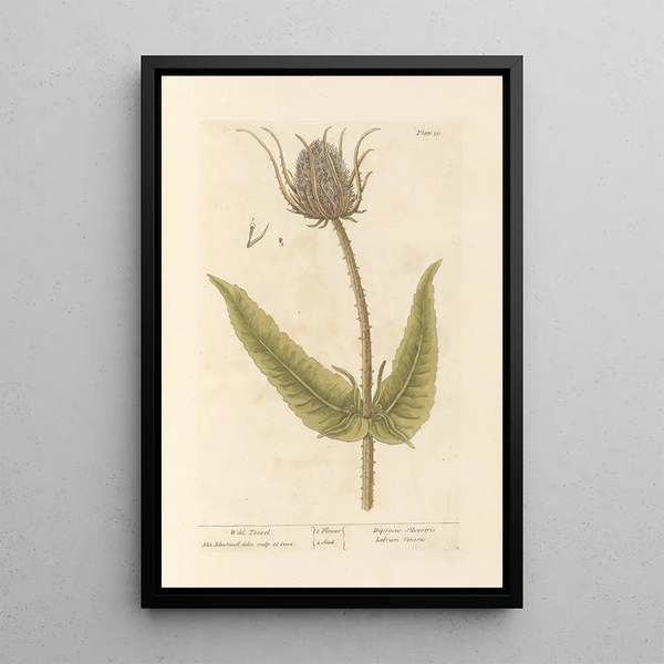 Wild Cardère - Elizabeth Blackwell — framed artwork on a wall