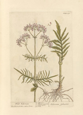 Elizabeth Blackwell - Wild valerian.webp