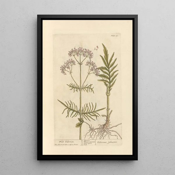 Wild Valerian Painting - Elizabeth Blackwell — framed artwork on a wall