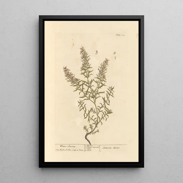 Winter Savory Painting - Elizabeth Blackwell — framed artwork on a wall