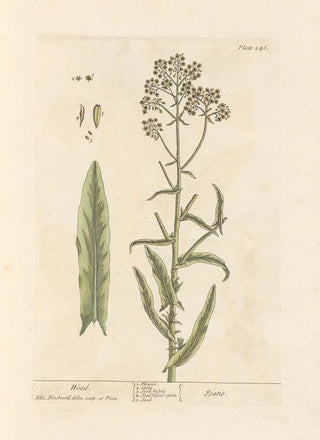 Elizabeth Blackwell - Woad.webp