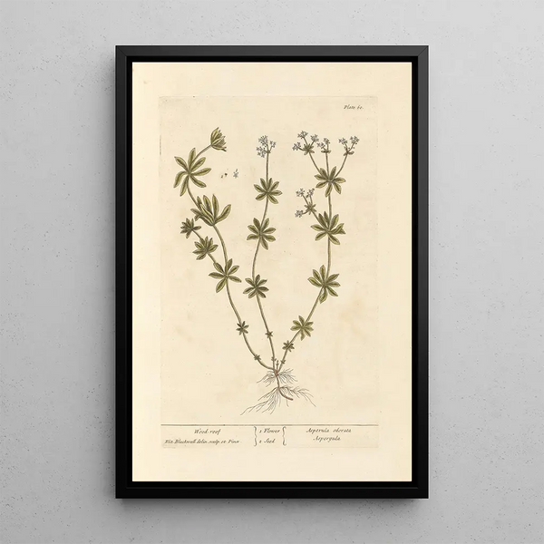 Gaillet - Elizabeth Blackwell — framed artwork on a wall