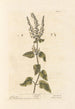 Salvia de los bosques - Elizabeth Blackwell — vista de la obra