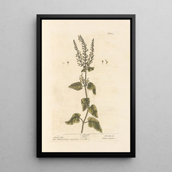 Sage of the Woods - Elizabeth Blackwell — framed artwork on a wall