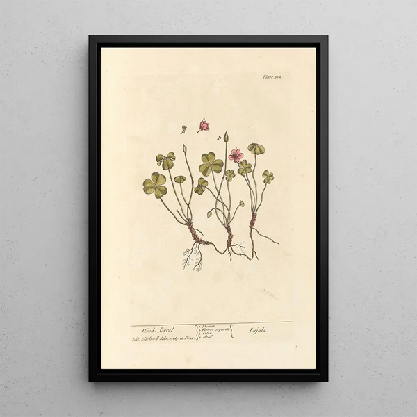 Oxalis - Elizabeth Blackwell — framed artwork on a wall