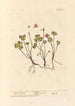 Oxalis - Elizabeth Blackwell — vista de la obra