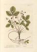 Fresas silvestres - Elizabeth Blackwell — vista de la obra