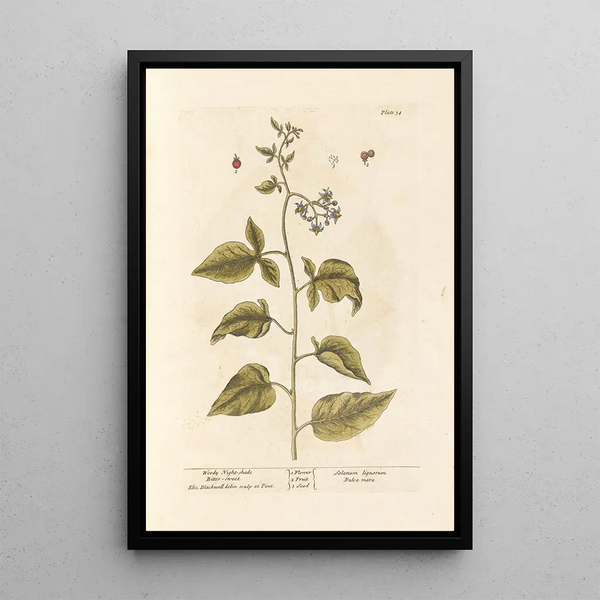Sweet-bitter - Elizabeth Blackwell — framed artwork on a wall