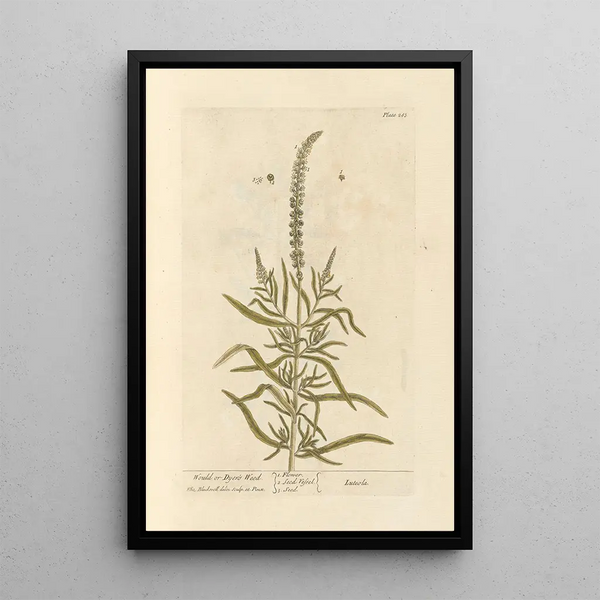 Réséda des teinturiers - Elizabeth Blackwell — framed artwork on a wall