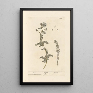 Elizabeth Blackwell - Yarrow.webp