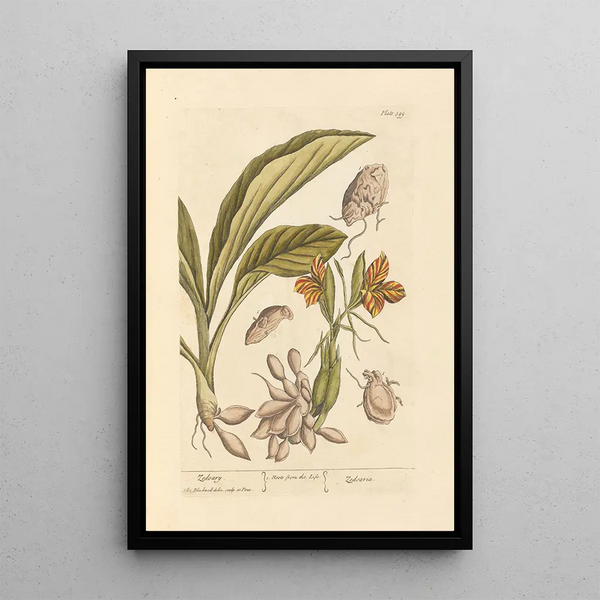 Zédoaire - Elizabeth Blackwell — framed artwork on a wall