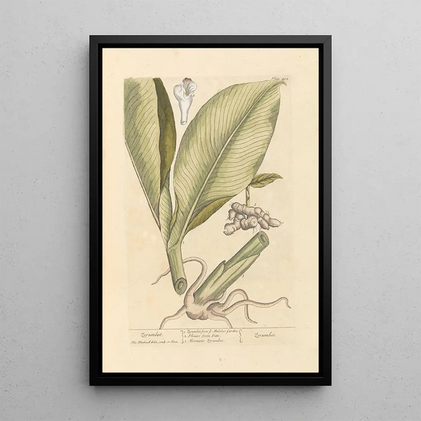 Zérumbet - Elizabeth Blackwell — framed artwork on a wall