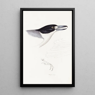 Elizabeth Gould - A synopsis of the birds of Australia and the adjacent Islands Pl02.webp