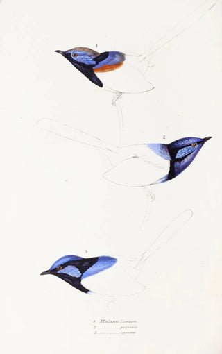 Elizabeth Gould - A synopsis of the birds of Australia and the adjacent Islands Pl08.webp