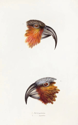 Elizabeth Gould - A synopsis of the birds of Australia and the adjacent Islands Pl12.webp