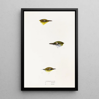 Elizabeth Gould - A synopsis of the birds of Australia and the adjacent Islands Pl18.webp