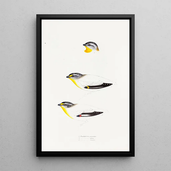 Elizabeth Gould - A synopsis of the birds of Australia and the adjacent Islands Pl22.webp