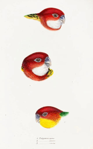 Elizabeth Gould - A synopsis of the birds of Australia and the adjacent Islands Pl24.webp