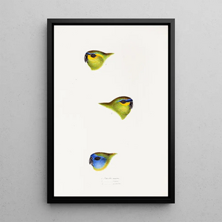 Elizabeth Gould - A synopsis of the birds of Australia and the adjacent Islands Pl25.webp