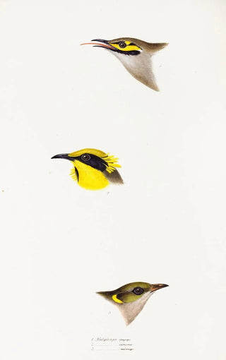Elizabeth Gould - A synopsis of the birds of Australia and the adjacent Islands Pl26.webp