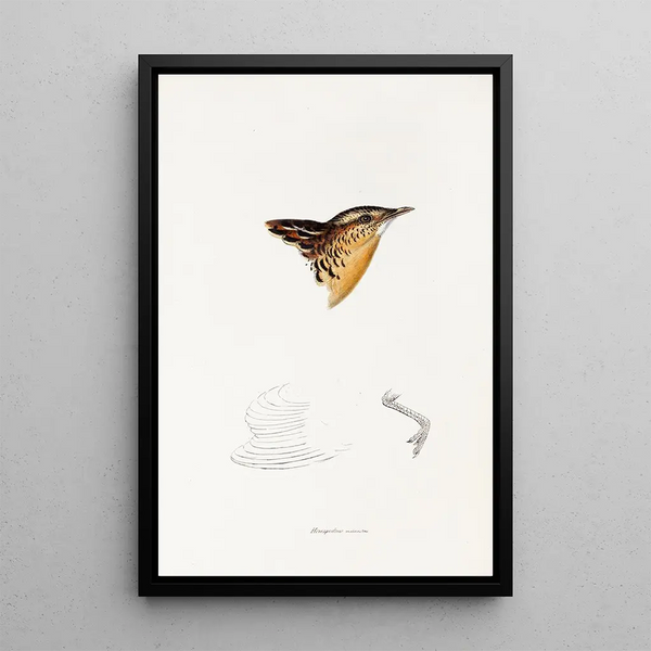 A synopsis of the birds of Australia and adjacent islands Pl30 - Elizabeth Gould — framed artwork on a wall