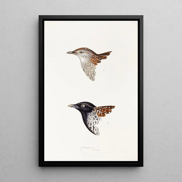 A synopsis of the birds of Australia and adjacent islands Pl31 - Elizabeth Gould — framed artwork on a wall