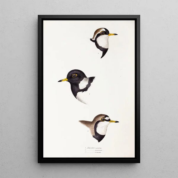 A synopsis of the birds of Australia and adjacent islands Pl32 - Elizabeth Gould — framed artwork on a wall