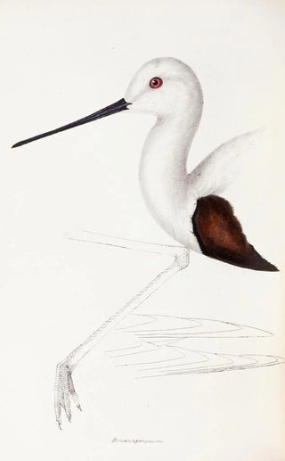 Elizabeth Gould - A synopsis of the birds of Australia and the adjacent Islands Pl33.webp