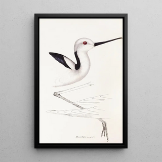 Elizabeth Gould - A synopsis of the birds of Australia and the adjacent Islands Pl34.webp