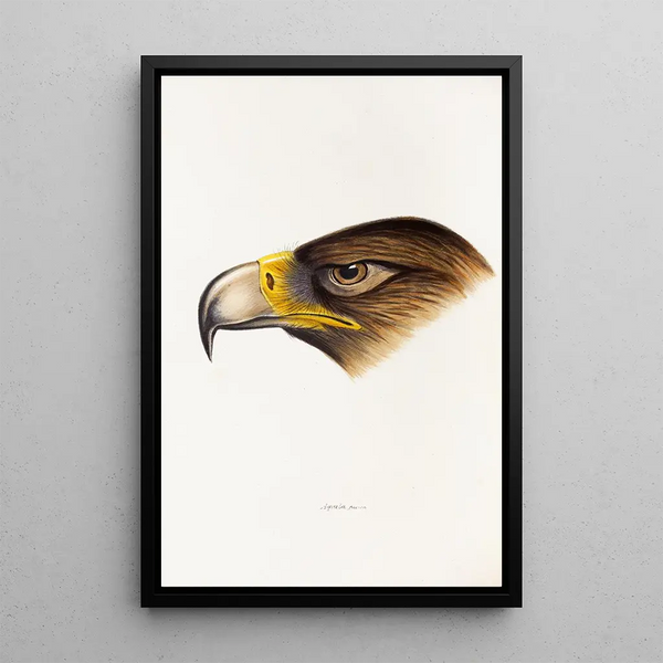 A synopsis of the birds of Australia and adjacent islands Pl38 - Elizabeth Gould — framed artwork on a wall