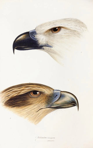 Elizabeth Gould - A synopsis of the birds of Australia and the adjacent Islands Pl39.webp