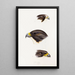 Un resumen de las aves de Australia y las islas adyacentes Pl42 - Elizabeth Gould — cuadro enmarcado en la pared