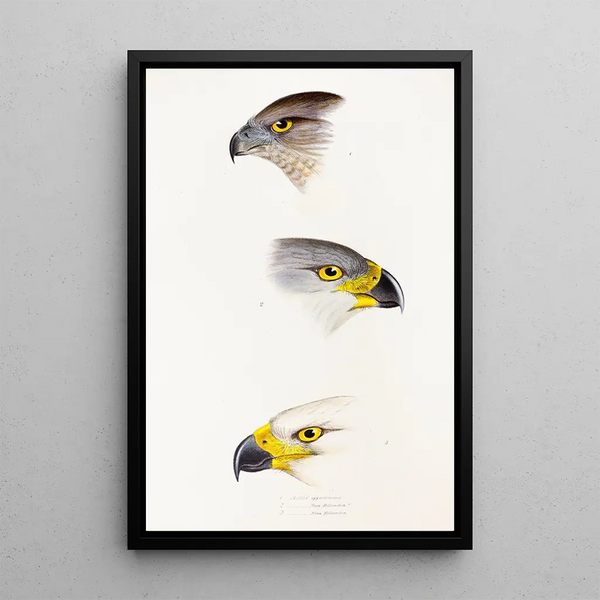 A synopsis of the birds of Australia and adjacent islands Pl44 - Elizabeth Gould — framed artwork on a wall