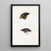 Un resumen de las aves de Australia y las islas adyacentes Pl45 - Elizabeth Gould — cuadro enmarcado en la pared
