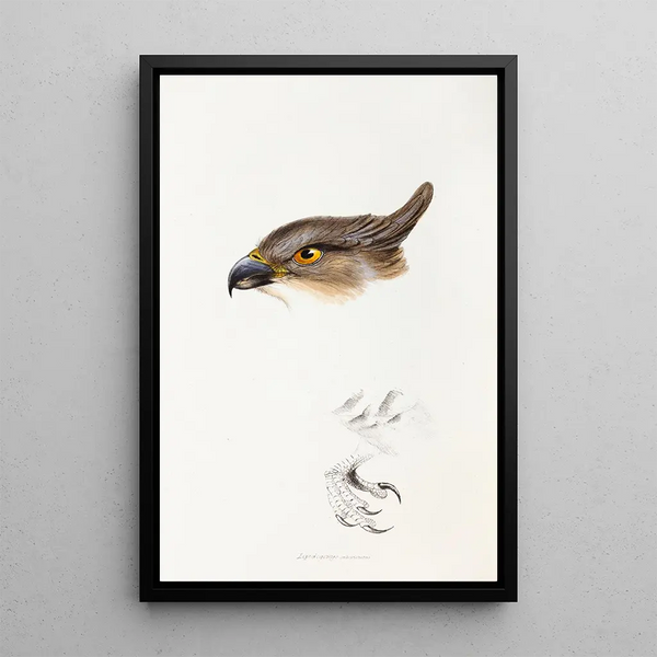 An overview of the birds of Australia and adjacent islands Pl46 - Elizabeth Gould — framed artwork on a wall