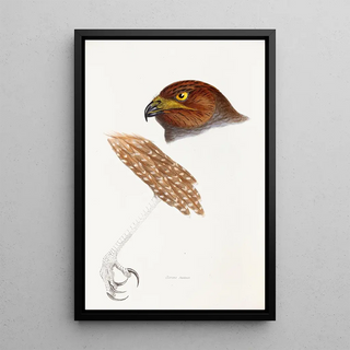 Elizabeth Gould - A synopsis of the birds of Australia and the adjacent Islands Pl48.webp