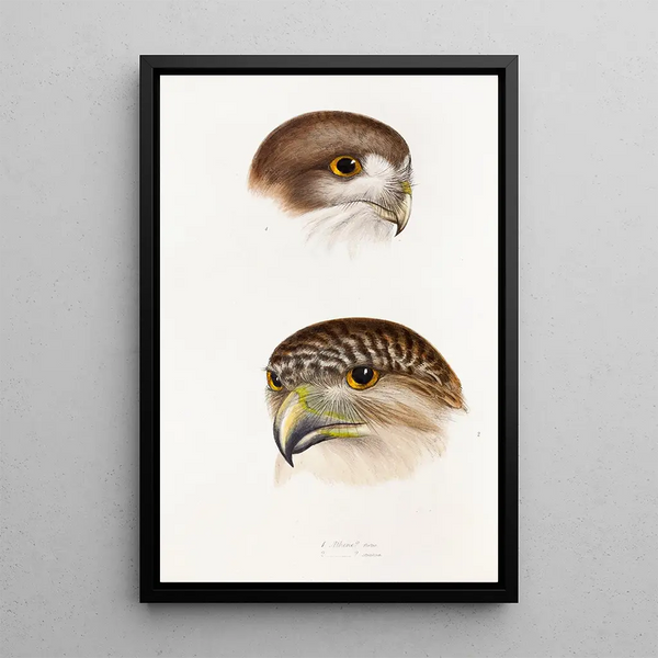 A synopsis of the birds of Australia and adjacent islands Pl49 - Elizabeth Gould — framed artwork on a wall