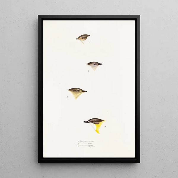 Una vista de las aves de Australia y las islas adyacentes Pl61 - Elizabeth Gould — cuadro enmarcado en la pared