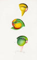 Una vista de las aves de Australia y las islas adyacentes Pl67 - Elizabeth Gould — vista de la obra
