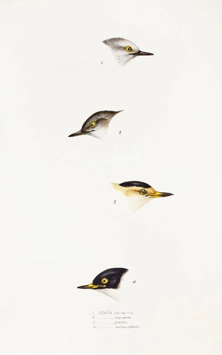Elizabeth Gould - A synopsis of the birds of Australia and the adjacent Islands Pl68.webp